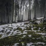 forest nature snow 4058 824x550 1 3
