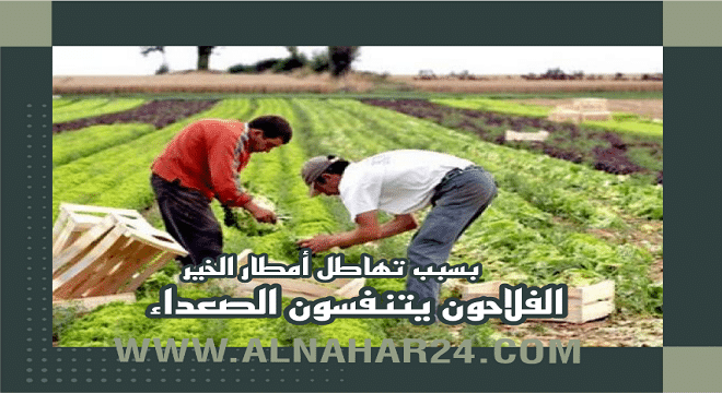 أمطار الخير.. الفلاحون يتنفسون الصعداء