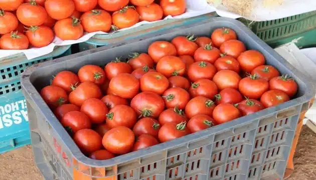 الطماطم المغربية تحقق الإنجازات نجاحات تحكيها الأرقام