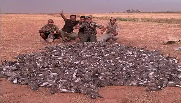 52 محضرًا ضد 70 مخالفة تتعلق بالقنص الجائر في المغرب