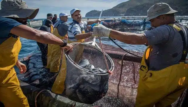 إسبانيا تواجه أزمة بعد قرار إلغاء اتفاقية الصيد البحري مع المغرب