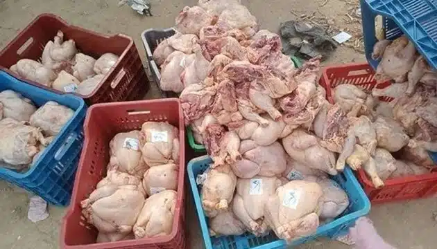 ضبط دجاج فاسد في محل جزارة بمنطقة السالمية في ابن امسيك